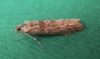Ancylosis oblitella (Zeller, 1848)