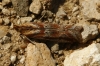 Ancylosis cinnamomella (Duponchel, 1836)