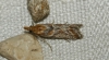 Ancylosis cinnamomella (Duponchel, 1836)