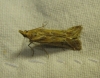 Ancylosis cinnamomella (Duponchel, 1836)
