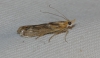 Ancylosis cinnamomella (Duponchel, 1836)