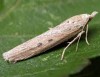 Aphomia zelleri