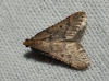 Bostra obsoletalis (Mann, 1884)