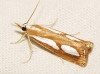 Catoptria pinella (Linnaeus, 1758)