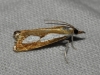 Catoptria pinella (Linnaeus, 1758)