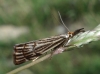 Chrysocrambus craterella (Scopoli, 1763)