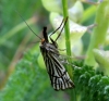 Chrysocrambus craterella (Scopoli, 1763)