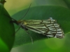 Chrysocrambus craterella (Scopoli, 1763)