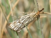 Chrysocrambus craterella (Scopoli, 1763)