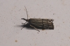 Chrysocrambus craterella (Scopoli, 1763)