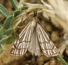 Chrysocrambus craterella (Scopoli, 1763)