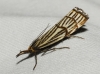 Chrysocrambus craterella (Scopoli, 1763)