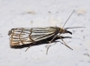 Chrysocrambus craterella (Scopoli, 1763)