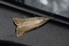 Chrysoteuchia culmella (Linnaeus, 1758)