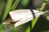 Chrysoteuchia culmella (Linnaeus, 1758)