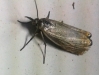 Chrysoteuchia culmella (Linnaeus, 1758)