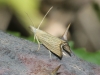 Chrysoteuchia culmella (Linnaeus, 1758)