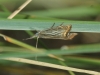 Chrysoteuchia culmella (Linnaeus, 1758)
