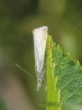 Chrysoteuchia culmella (Linnaeus, 1758)