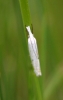 Crambus lathoniellus (Zincken, 1817)