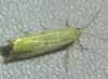 Crambus uliginosellus Zeller, 1850