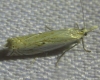 Crambus uliginosellus Zeller, 1850