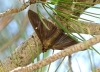 Cydalima perspectalis (Walker 1859)