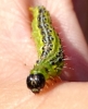 Cydalima perspectalis