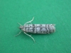 Dioryctria mendacella (Staudinger, 1859)