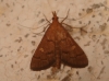 Dolicharthria aetnaealis (Duponchel 18339)
