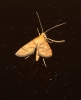 Dolicharthria aetnaealis (Duponchel 18339)
