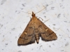 Dolicharthria aetnaealis (Duponchel 18339)