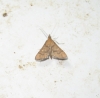 Dolicharthria cf. aetnaealis Dolicharthria cf. aetnaealis