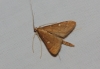 Dolicharthria punctalis (Denis & Schiffermller, 1775)