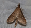 Dolicharthria punctalis (Denis & Schiffermller, 1775)