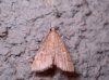 Dolicharthria punctalis (Denis & Schiffermller, 1775)