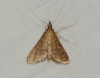 Dolicharthria punctalis (Denis & Schiffermller, 1775)