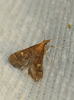 Dolicharthria punctalis (Denis & Schiffermller, 1775)