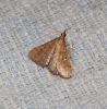 Dolicharthria punctalis (Denis & Schiffermller, 1775)