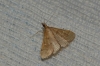 Dolicharthria punctalis (Denis & Schiffermller, 1775)
