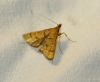 Dolicharthria aetnaealis (Duponchel 18339)