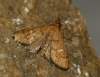 Dolicharthria aetnaealis (Duponchel 18339)