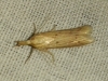 Ematheudes punctella (Treitschke, 1833)