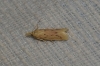 Ematheudes punctella (Treitschke, 1833)
