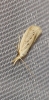 Ematheudes punctella (Treitschke, 1833)