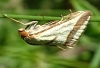 Emprepes pudicalis (Duponchel,1832)