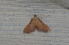 Endotricha flammealis (Denis & Schiffermller, 1775)
