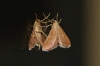 Endotricha flammealis (Denis & Schiffermller, 1775)