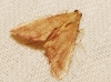 Endotricha flammealis (Denis & Schiffermller, 1775)