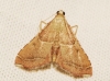 Endotricha flammealis (Denis & Schiffermller, 1775)